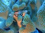 Hawaii Scuba divng 35