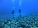 Hawaii Scuba divng 47