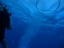 Hawaii Scuba divng 15