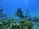 Hawaii Scuba divng 33