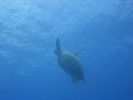 Hawaii Scuba divng 36