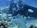 Hawaii Scuba divng 38