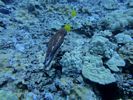 Hawaii Scuba divng 63