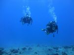 Hawaii Scuba divng 44