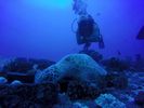 Hawaii Scuba divng 13