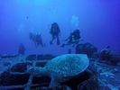 Hawaii Scuba divng 36