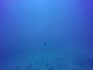 Hawaii Scuba divng 41