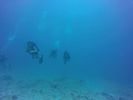 Hawaii Scuba divng 42