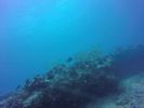 Hawaii Scuba divng 46