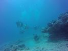 Hawaii Scuba divng 47