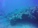 Hawaii Scuba divng 48