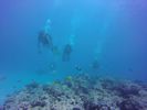 Hawaii Scuba divng 56