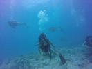 Hawaii Scuba divng 56