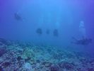 Hawaii Scuba divng 62