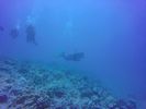 Hawaii Scuba divng 63