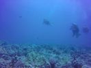 Hawaii Scuba divng 64