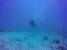 Hawaii Scuba divng 68