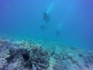 Hawaii Scuba divng 69