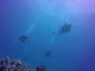 Hawaii Scuba divng 70