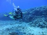 Hawaii Scuba divng 18