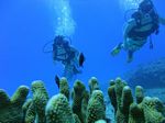 Hawaii Scuba divng 28