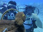 Hawaii Scuba divng 74