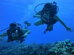 Hawaii Scuba divng 84