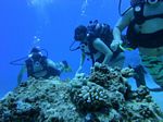 Hawaii Scuba divng 86