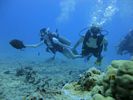 Hawaii Scuba divng 19