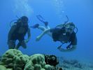 Hawaii Scuba divng 20