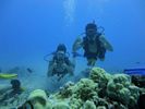 Hawaii Scuba divng 21