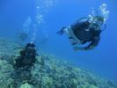 Hawaii Scuba divng 36