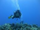 Hawaii Scuba divng 39