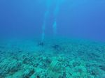 Hawaii Scuba divng 22