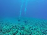 Hawaii Scuba divng 23