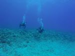 Hawaii Scuba divng 26