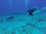 Hawaii Scuba divng 31