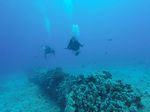 Hawaii Scuba divng 38