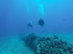 Hawaii Scuba divng 39