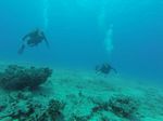 Hawaii Scuba divng 43