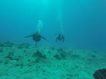 Hawaii Scuba divng 52