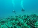 Hawaii Scuba divng 57