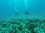 Hawaii Scuba divng 58