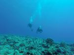 Hawaii Scuba divng 59