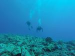 Hawaii Scuba divng 60