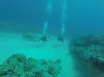 Hawaii Scuba divng 63