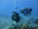 Hawaii Scuba divng 46