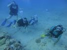 Hawaii Scuba divng 47