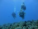 Hawaii Scuba divng 51