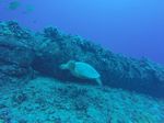 Hawaii Scuba divng 15